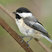 Black-capped Chickadee
